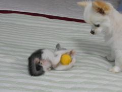 それ私のおもちゃですけど。。。