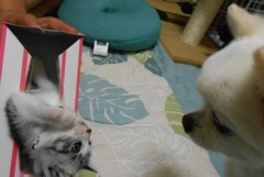 ヨッ！あそぶかい！