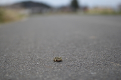 春眠暁を覚えた
