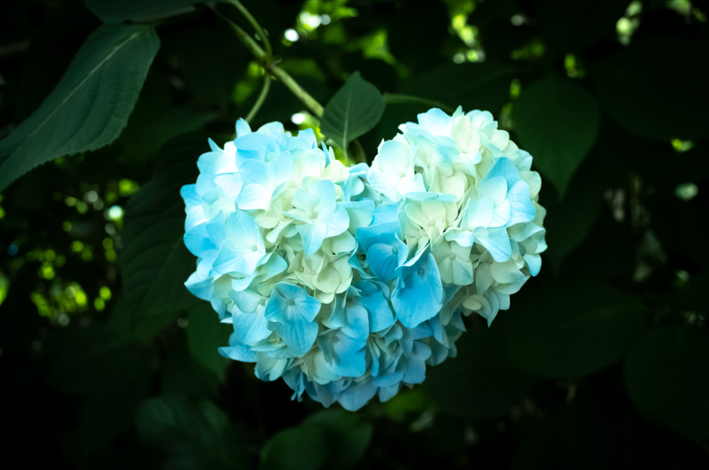 紫陽花
