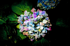 紫陽花