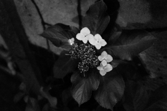 紫陽花