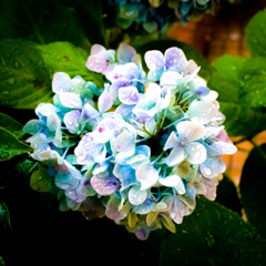 紫陽花