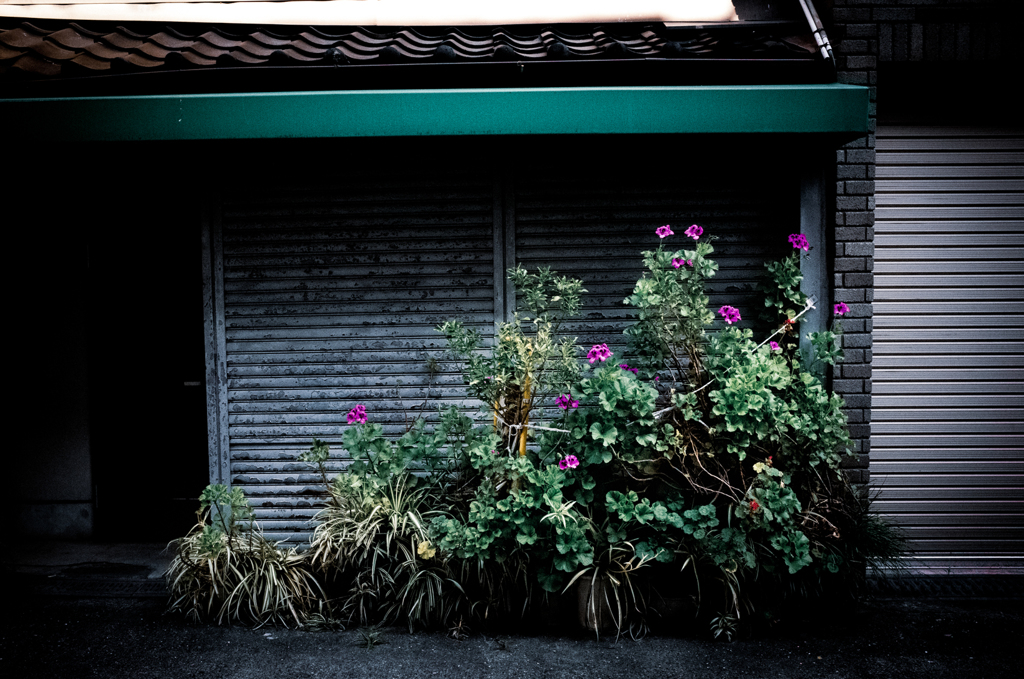 商店街に咲く花