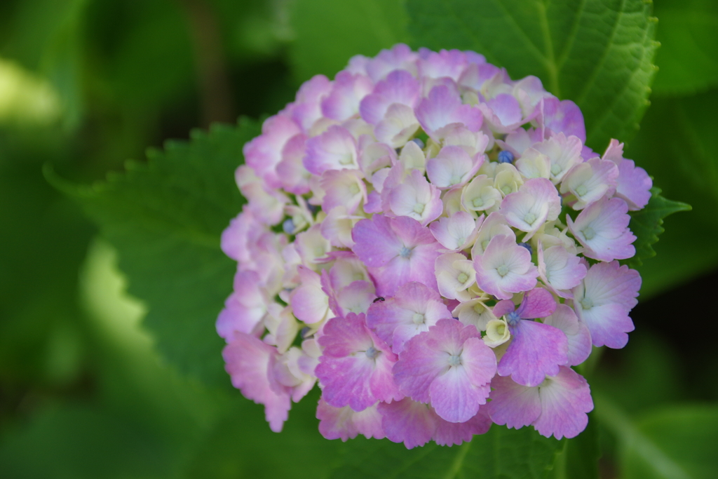 紫陽花