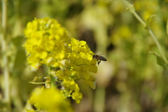 兵庫県立フラワーセンター