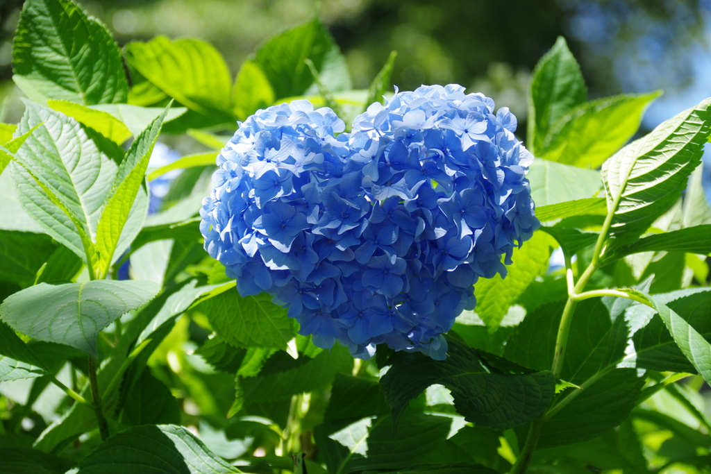 ハートの紫陽花