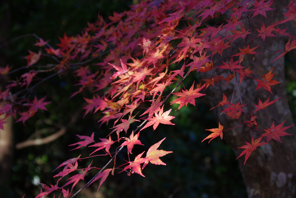 紅葉