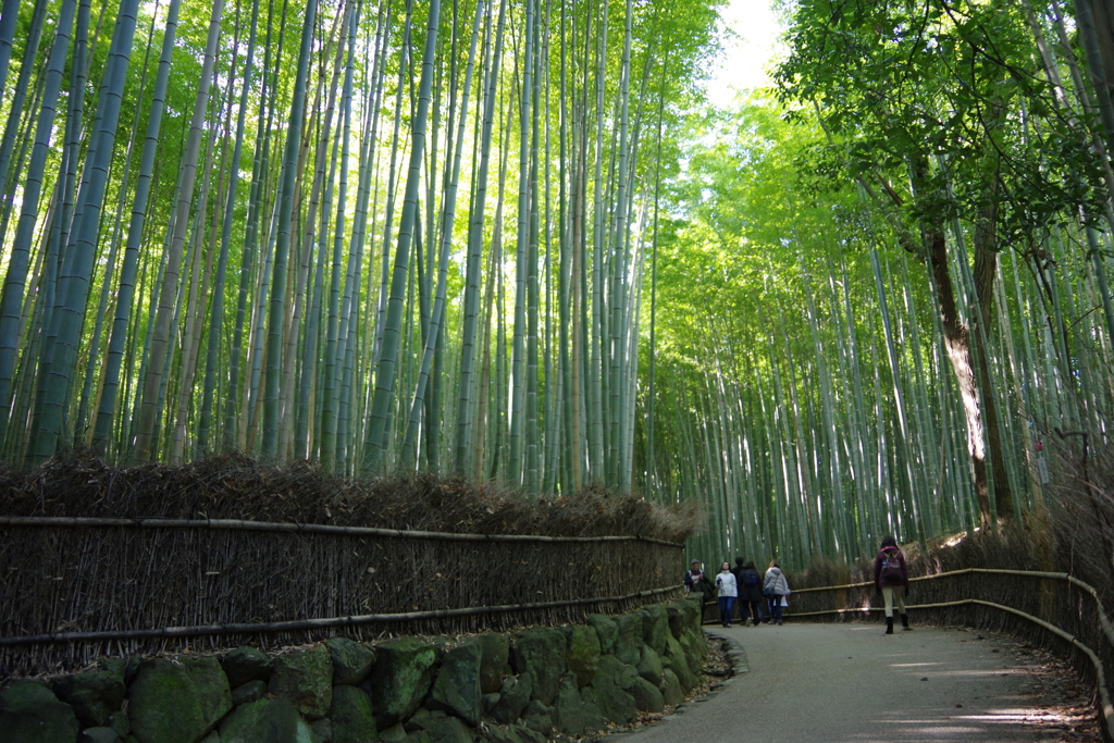 嵯峨野竹林