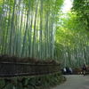 嵯峨野竹林