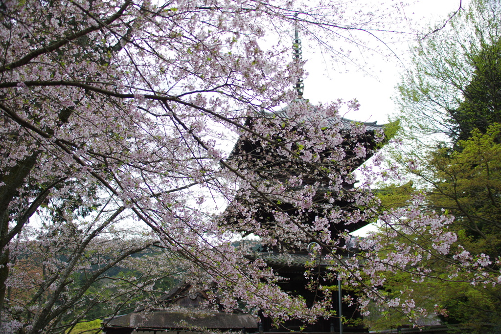 桜と塔