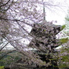 桜と塔