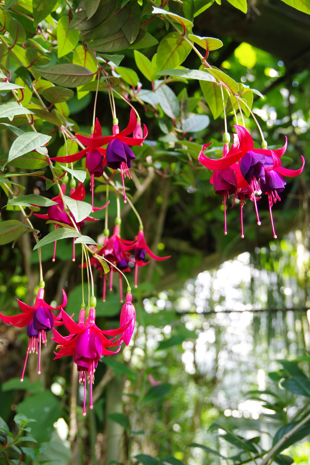 京都府立植物園