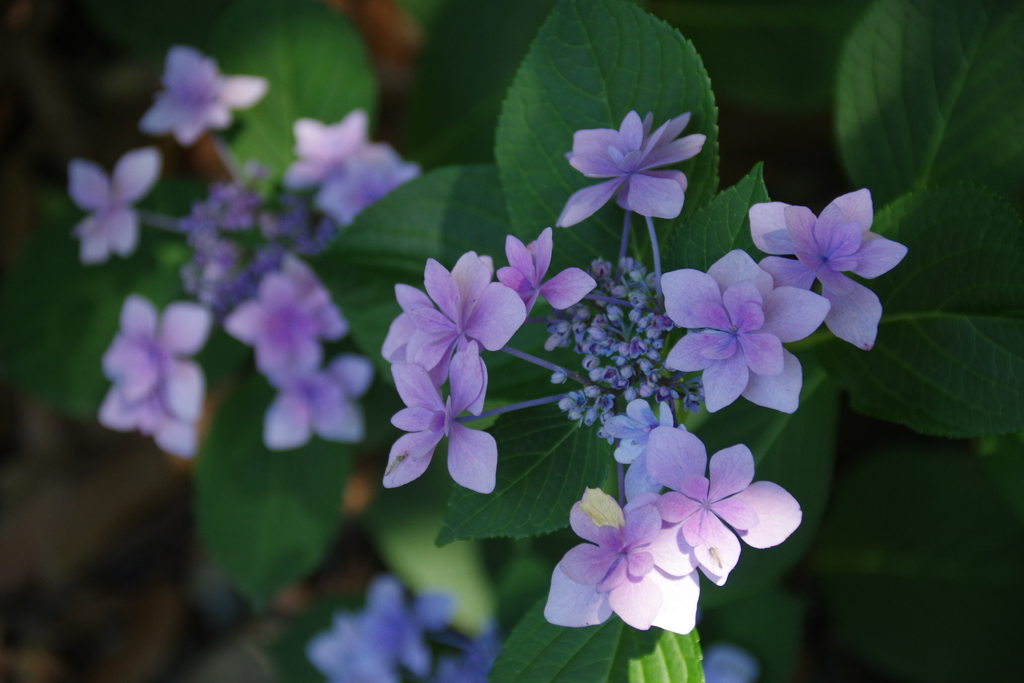 紫陽花