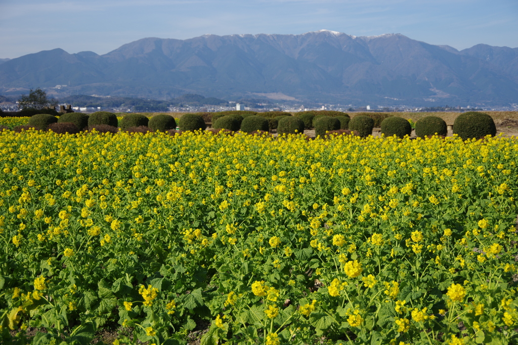 守山なぎさ第一公園菜の花