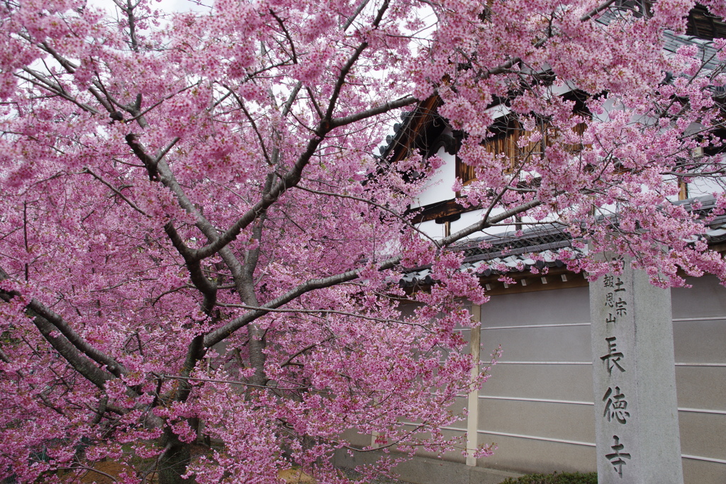 オカメ桜