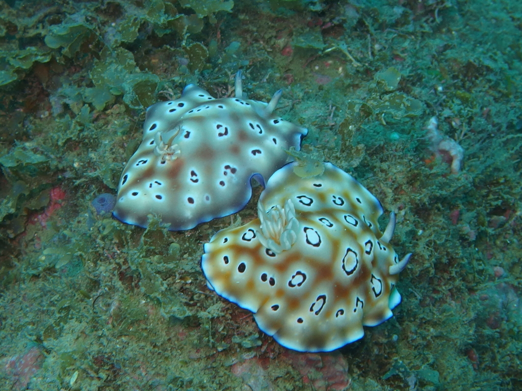 ヒョウモンウミウシ