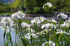 花しょうぶ