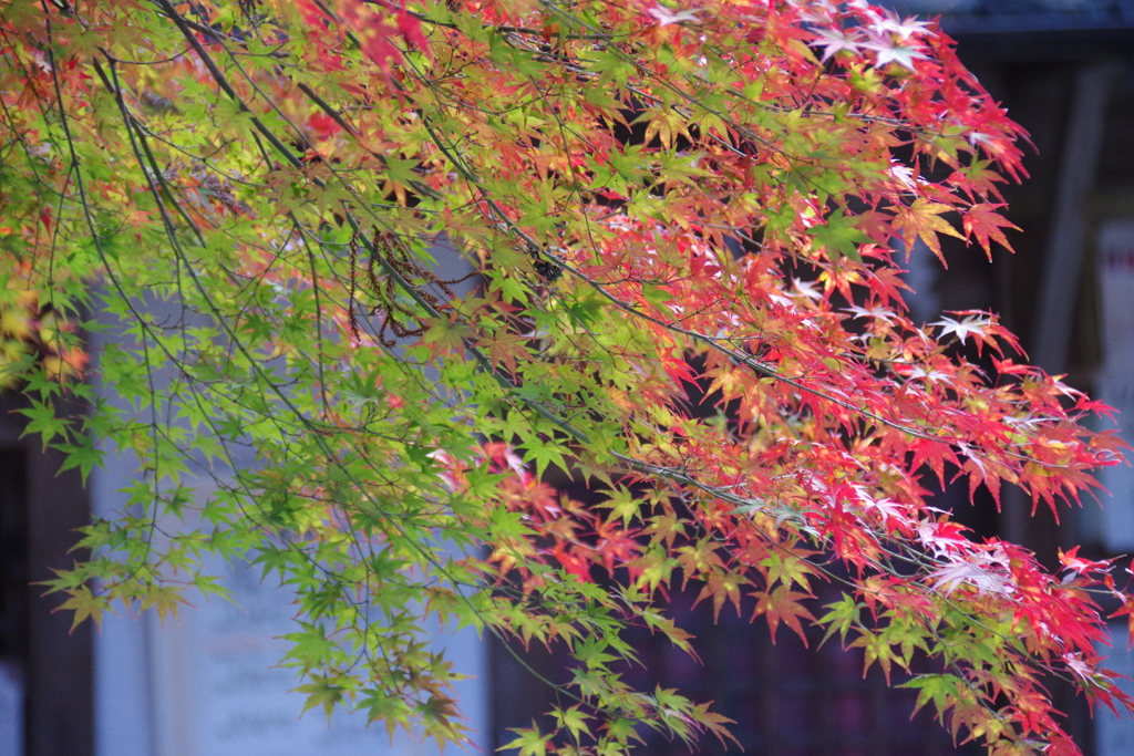 紅葉