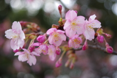 三十三間堂河津桜