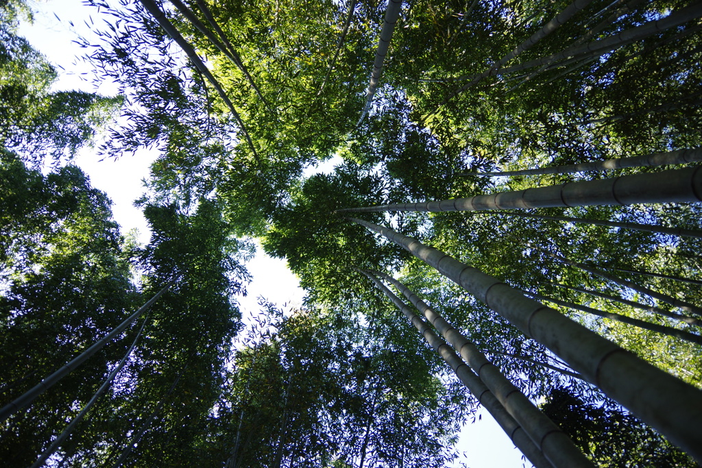 嵯峨野竹林
