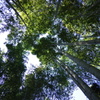 嵯峨野竹林