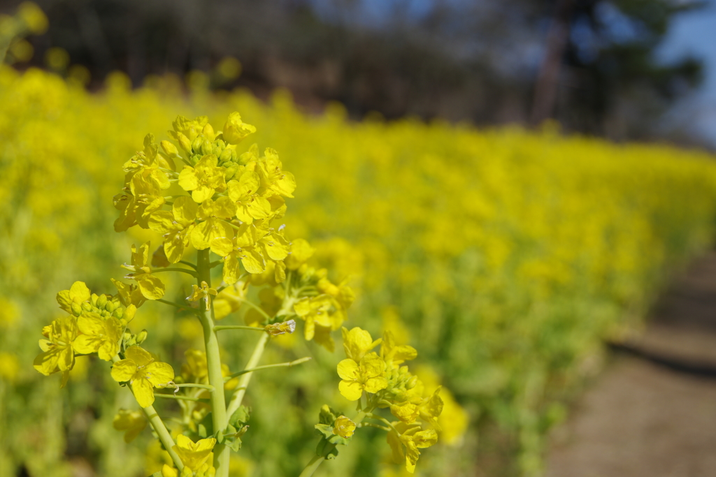兵庫県立フラワーセンター