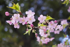 三十三間堂河津桜