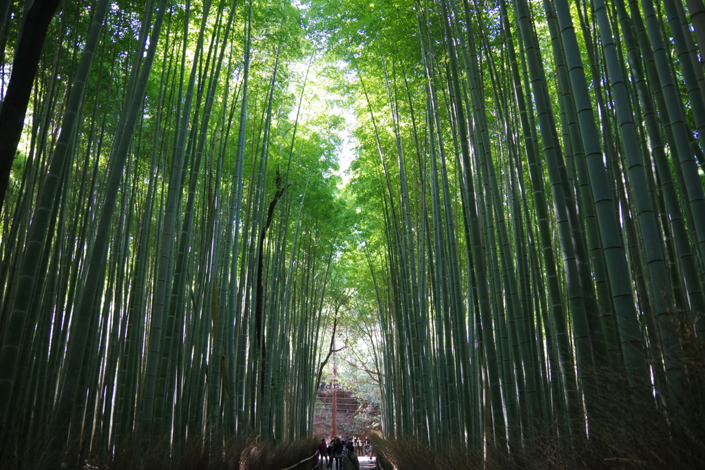 嵯峨野竹林