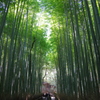 嵯峨野竹林