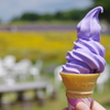 ラベンダーソフト