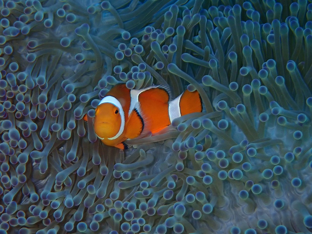 ニモ