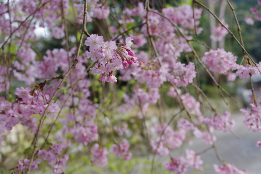 枝垂れ桜