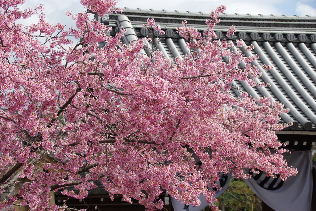 オカメ桜