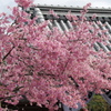 オカメ桜