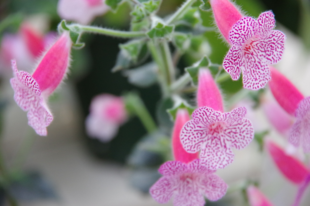 兵庫県立フラワーセンター