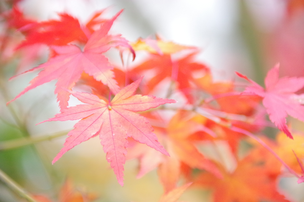 紅葉