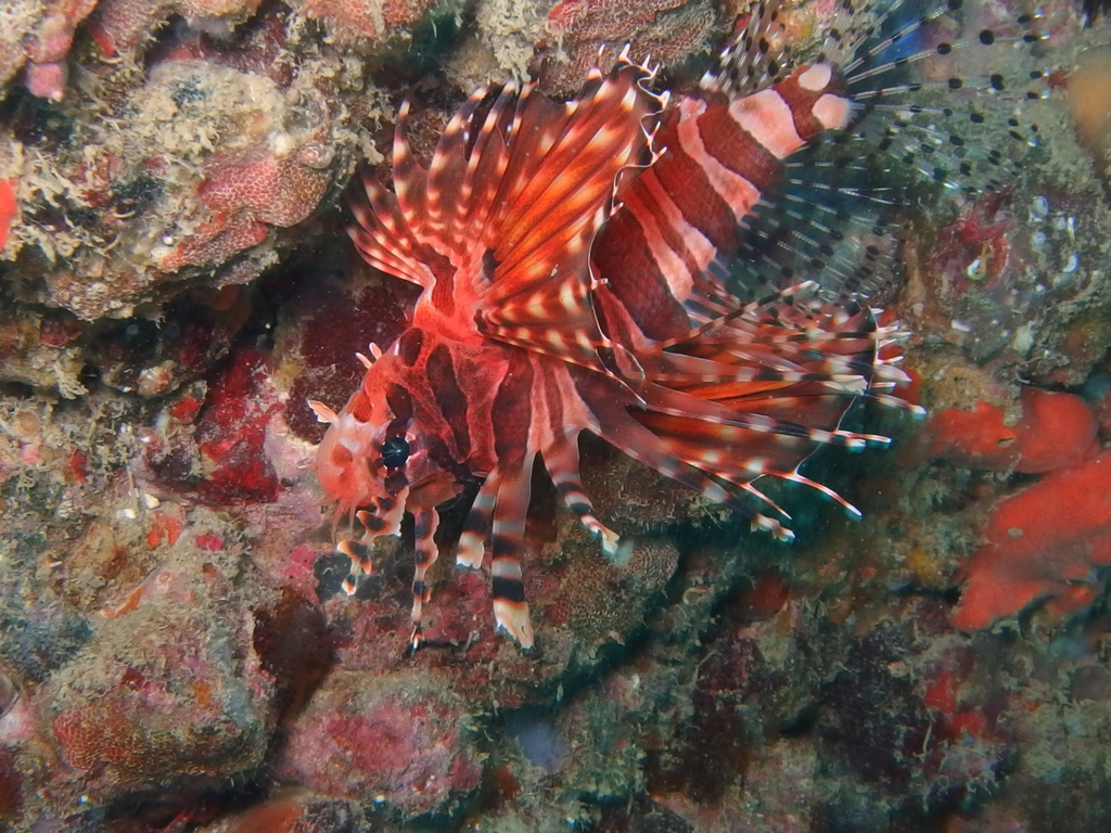 キリンミノカサゴ