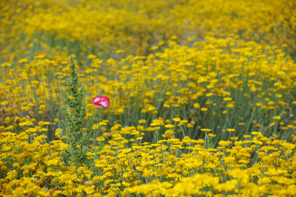 花