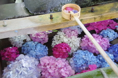 手水舎に浮かぶ紫陽花