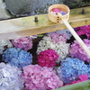 手水舎に浮かぶ紫陽花