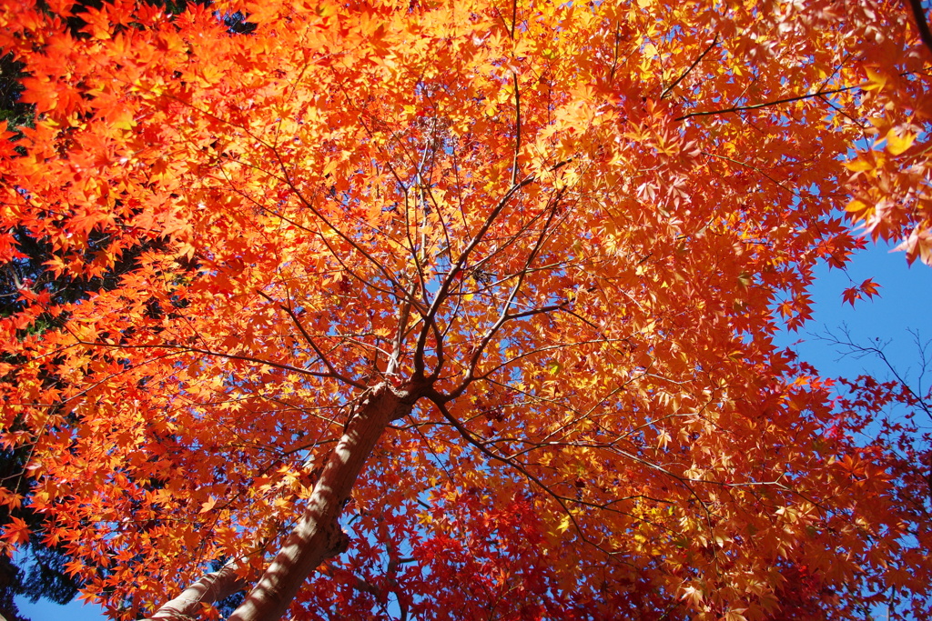 紅葉
