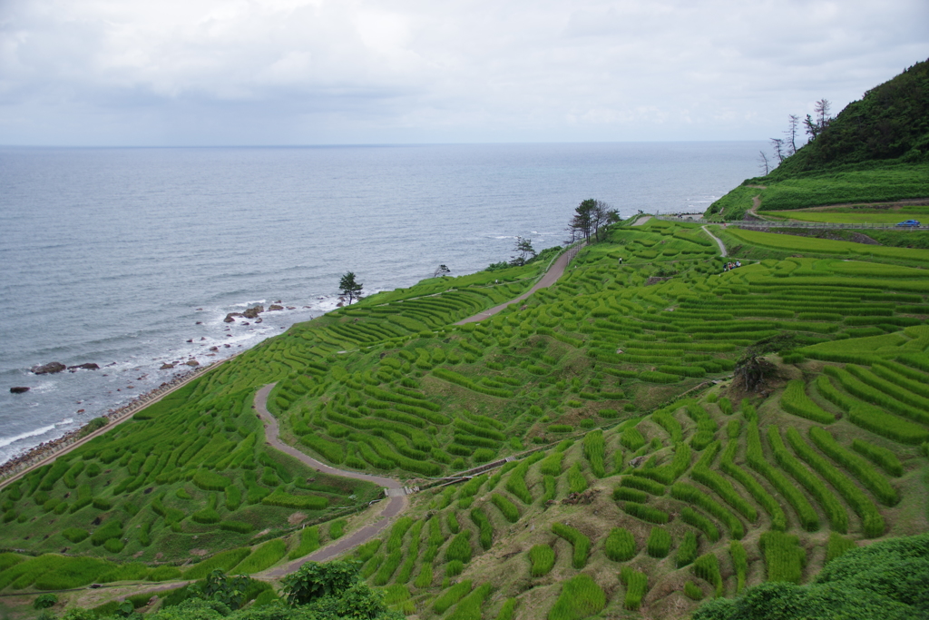 白米千枚田