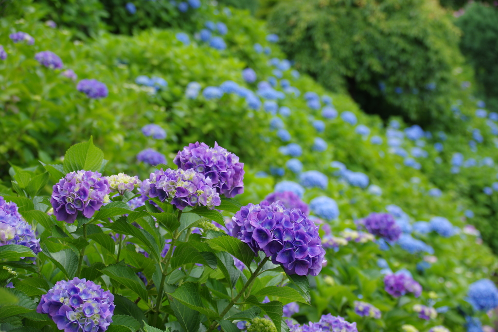紫陽花