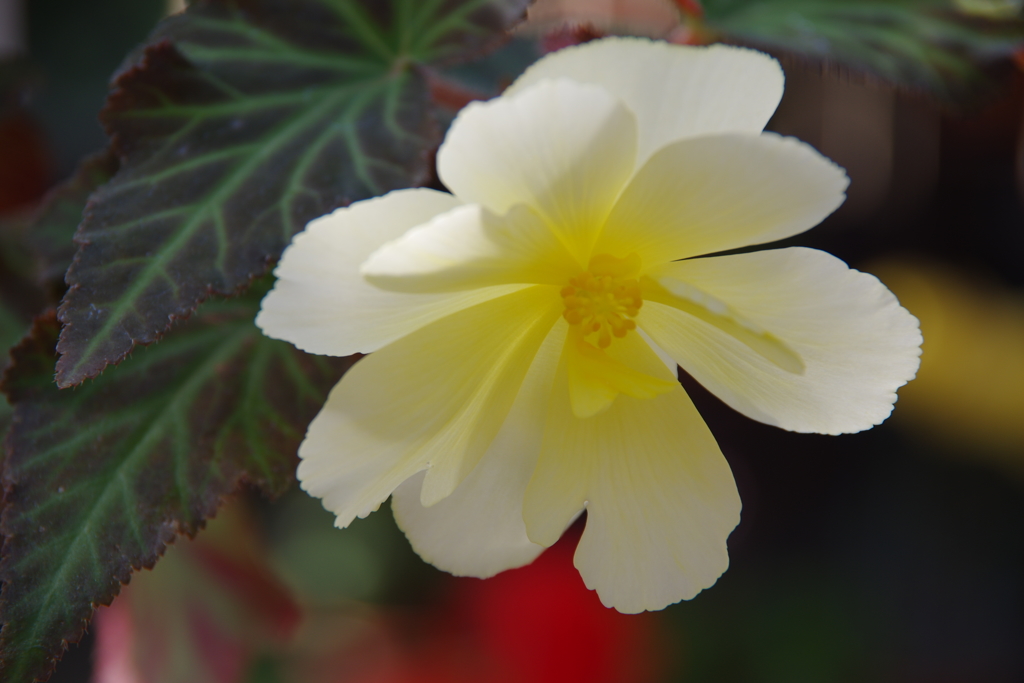 兵庫県立フラワーセンター