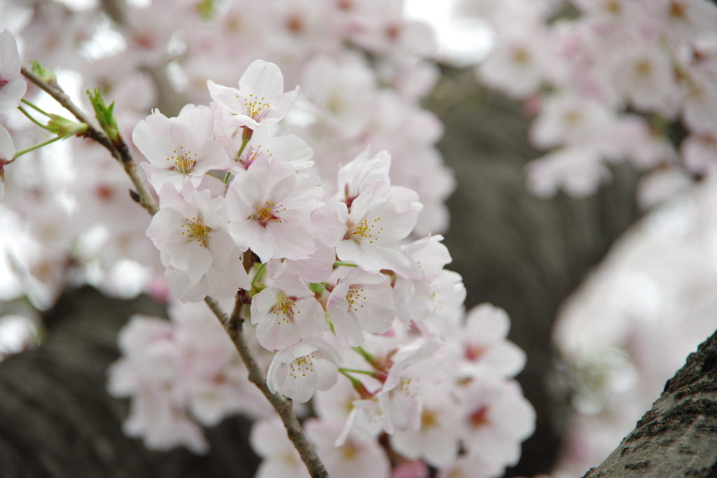 桜