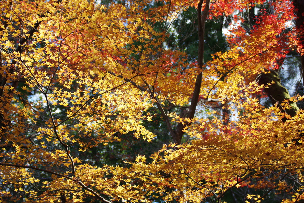 紅葉