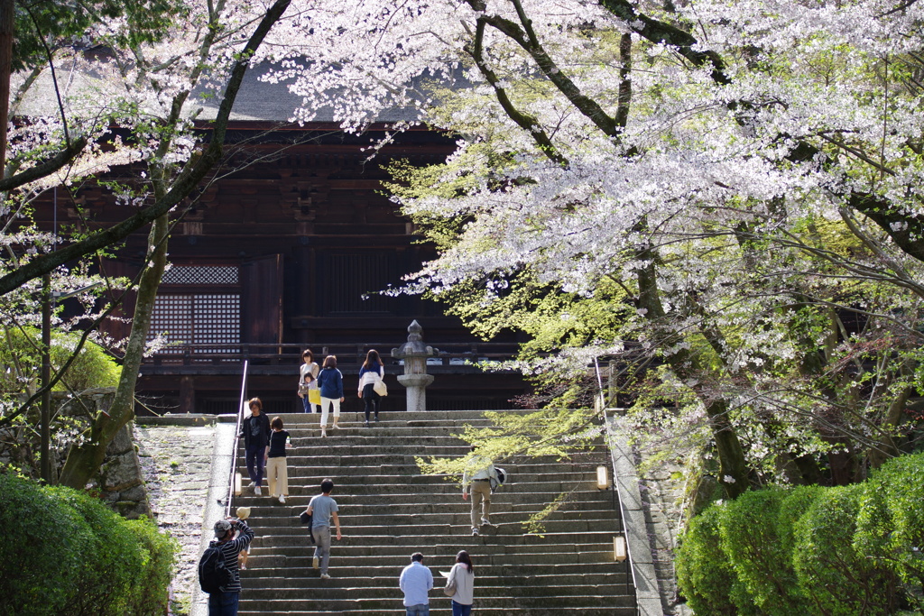 三井寺の桜