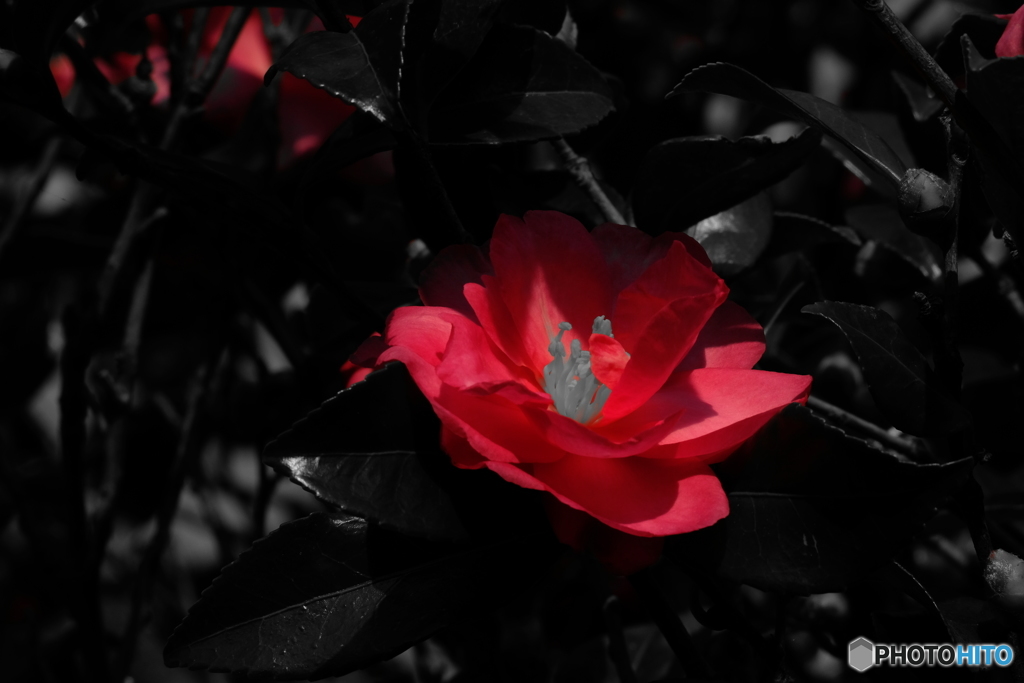 山茶花