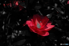 山茶花